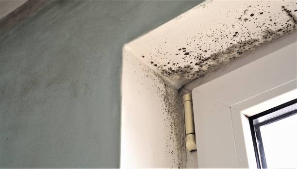 Best Post-Remediation Verification Testing  in Castle Dale, UT