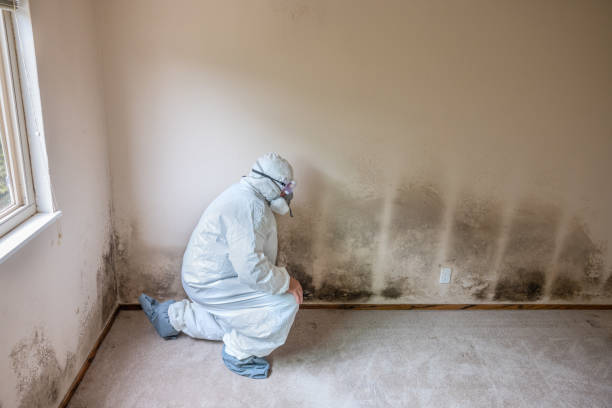 Best Air Quality Testing for Mold Spores  in Castle Dale, UT
