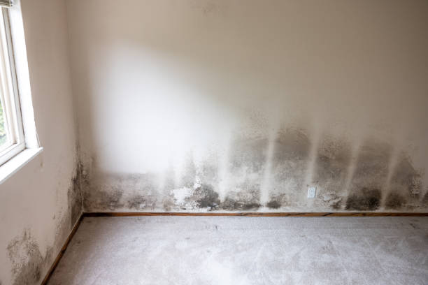 Environmental Consulting for Mold Prevention in Castle Dale, UT
