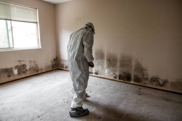 Best Crawl Space Mold Remediation  in Castle Dale, UT